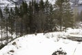 European elk in snow scene by lake in Norway Royalty Free Stock Photo