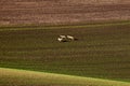 Three european roe deer, running around in circles in the fields in South Moravia.Czech Republic.