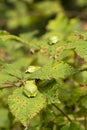 Three European tree frogs in a row resting on green blackberry leafs with green background Royalty Free Stock Photo