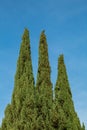 Three Evergreen Trees on a Blue Sky