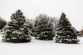 Three evergreen trees covered with snow