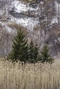 Three evergreen trees in front of steep mountainside in Canadian