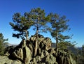 Three Evergreen Trees on Rocky Outcrop, Colorado