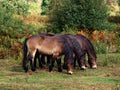 Three Exmoor Ponies