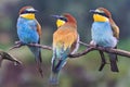 Three exotic birds are sitting on a branch