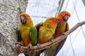 Three colorful parrots close-up on a branch Royalty Free Stock Photo