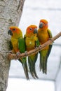 Three colorful parrots close-up on a branch Royalty Free Stock Photo