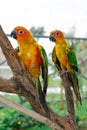 Two colorful parrots close-up on a branch Royalty Free Stock Photo