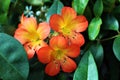 Three exotic orange and yellow flowers surrounded by green leaves