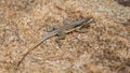 Three eyed plated lizard camouflaged on a rock in Madagascar