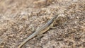 Three eyed plated lizard camouflaged on a rock in Madagascar