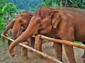 Three elephants eating happily from tailand Royalty Free Stock Photo