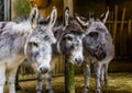 Three faces of miniature donkeys in closeup, funny animal family portrait, popular farm animals and pets Royalty Free Stock Photo