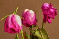 Three faded red roses on dark background Royalty Free Stock Photo