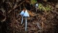 Three fairytale like blue mushrooms on the forest ground detail shot, New Zealand Royalty Free Stock Photo