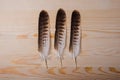 Three falconry feather on a bright wooden background.