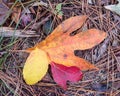 Three fall leaves together close up yellow, orange, red Royalty Free Stock Photo