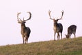 Three fallow deer approaching on horizont in autumn Royalty Free Stock Photo
