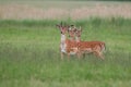 Three fallow deer stags in summer with growing antlers covered in velvet. Royalty Free Stock Photo