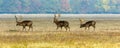 Three fallow deer stags Royalty Free Stock Photo