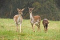 Three fallow deer walking on grass in autumn nature Royalty Free Stock Photo