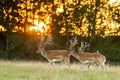 Three fallow deer walking on grass in sunset