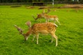Three fallow deers in Kadzidlowo Park Royalty Free Stock Photo