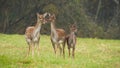 Three fallow deers standing on meadow in autumn nature