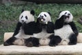 3 Playful Panda Cubs in Chongqing, China