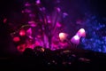 Three fantasy glowing mushrooms in mystery dark forest close-up. Beautiful macro shot of magic mushroom or three souls lost in ava Royalty Free Stock Photo