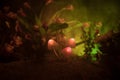 Three fantasy glowing mushrooms in mystery dark forest close-up. Beautiful macro shot of magic mushroom or three souls lost in ava Royalty Free Stock Photo