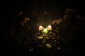 Three fantasy glowing mushrooms in mystery dark forest close-up. Beautiful macro shot of magic mushroom or three souls lost in ava Royalty Free Stock Photo