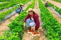 Hardworking farmers working on the plantation beds collect ripe strawberries