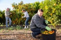 Three farmers picking ripe mandarins