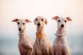 Three fashionable purple dogs italian greyhound, portrait