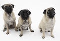Three Pugs on a White Background.