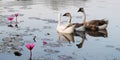 Three feathered geese on the pond, lotuses on the water