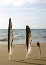 Three Feathers Beach Royalty Free Stock Photo