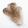 Three feathers with intricate patterns and gradient colors of brown and cream. They have a smooth Royalty Free Stock Photo