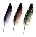 Three feathers Royalty Free Stock Photo