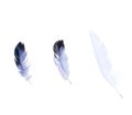 Three feathers isolated on white background. Natural pigeon quills closeup set cut out, top view Royalty Free Stock Photo