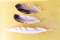 Three feathers on yellow background. Natural pigeon quills set Royalty Free Stock Photo