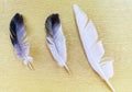 Three feathers on yellow background, top view