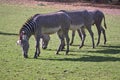 Three feeding zebras Royalty Free Stock Photo