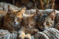 Three Felidae carnivores with whiskers sleeping in basket on blanket