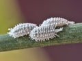 Three female cochineals Dactylopius coccus Royalty Free Stock Photo