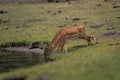 Three female common impalas drink from river Royalty Free Stock Photo