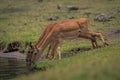 Three female common impalas standing drinking side-by-side Royalty Free Stock Photo