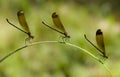 Three Female damselfly perched on a blade of grass