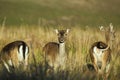 Three female of Fallow deer Dama dama Royalty Free Stock Photo